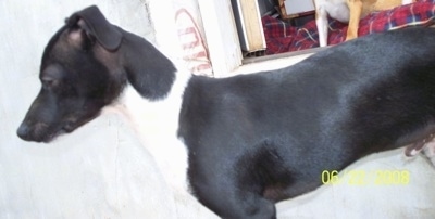 Close Up Left Profile - A black with white Italian Greyhuahua in front of a house with a second dog in the doorway.