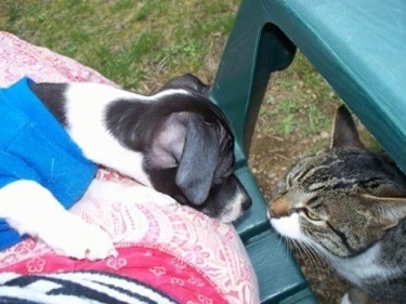 Close Up - A black with white Italian Greyhuahua is wearing a blue shirt laying on top of a red blanket inspecting a cat that is poking its head under the arm of the plastic green chair out in a yard.