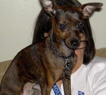 A brown and black brindle Italian Greyhuahua is sitting on the shoulder of a lady who is wearing a white shirt.