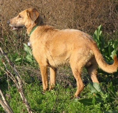 The back left side of a tan Segugio Italiano dog standing in grass looking to the left. Its mouth is slightly open. It has a long tail that is curled upwards at the tip.