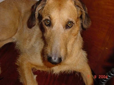 Close up head and upper body shot - A tan Segugio Italiano is laying across a couch and it is looking up. It has bits of long wiry looking hair coming off of its mostly short coat.