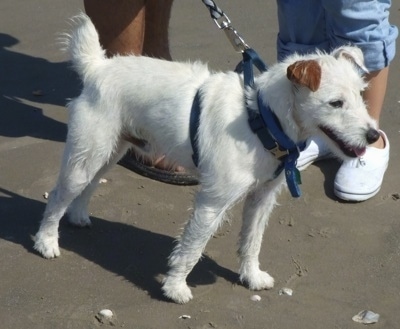 A white with brown Jack Russell Terrier is standing in sand with two people behind it