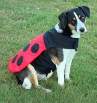 A white with black and tan Jack-A-Bee is sitting in grass wearing a ladybug costume