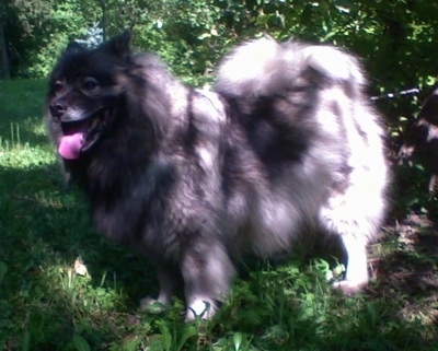 A panting Keeshond is standing in grass under the shade of a tree.