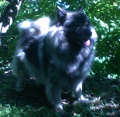 A panting Keeshond is standing in grass under the shade of a tree and in front of bushes.