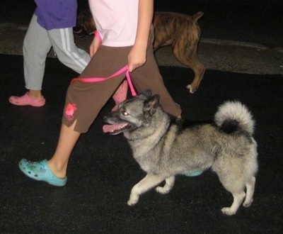 The right side of a black, grey and white Norwegian Elkhound that is being led on a walk across a blacktop surface by a person in a pink shirt. Behind them is a person in a purple shirt leading a brindle Boxer on a walk.