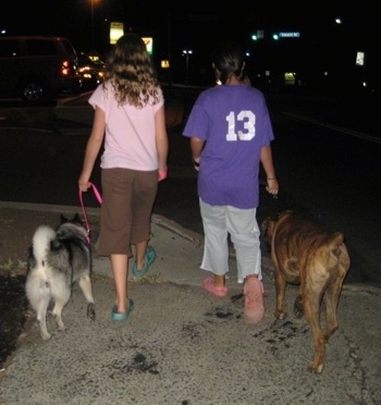 The back of two girls that are leading a black, grey and white Norwegian Elkhound and a brindle Boxer on a walk at night.