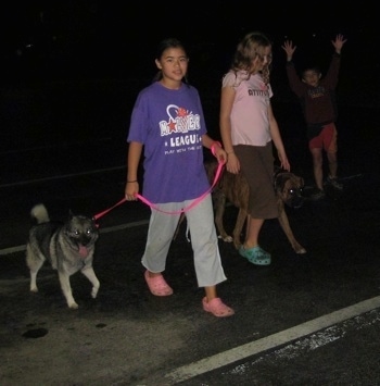 A girl in a purple shirt and a girl in a pink shirt are leading a black, grey and white Norwegian Elkhound and a brindle Boxer on a walk across a parking lot. To the right of them is a boy with his arms in the air.