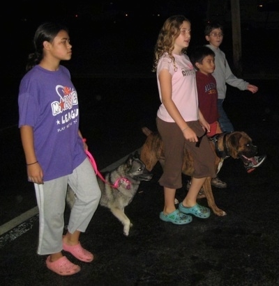 Two girls and Two boys are leading a black, grey and white Norwegian Elkhound and a brindle Boxer on a walk across a parking lot.