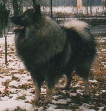 A Keeshond is standing outside in patchy snow. There is a road behind it.