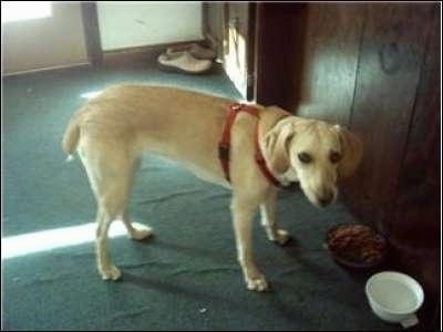 A tan Kemmer Stock Mountain Cur is standing on a green carpet in front of a wood panaled wall wearing a red harness standing in front of a food and water bowl.