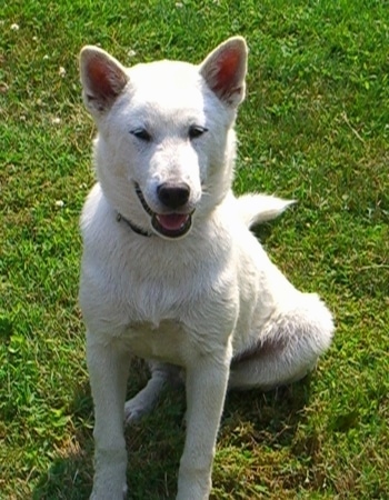 A smiling white Kishu Ken puppy is laying in grass, its mouth is open