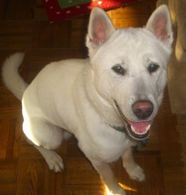 Close Up - A smiling white Kishu Ken is sitting on a hardwood floor.