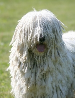 Close Up upper body shot - A white Corded Komondor is standing in grass and Its mouth is open and tongue is out