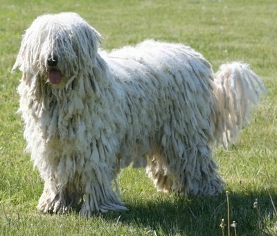 A white Corded Komondor is standing in a grassy field. Its mouth is open and its tongue is out