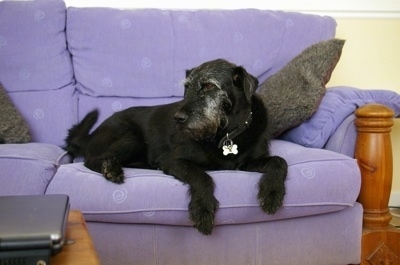 A graying wiry looking black with white Lab'Aire is laying on a purple couch. It is looking to the left. Its front paws are hanging over the edge