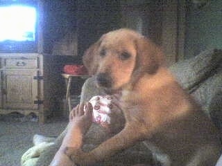 A tan with white Labany puppy is on a couch with its paws on the foot of a person in front of it.