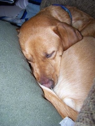 Close Up - A tan with white Labany dog is curled up in a circle on a couch