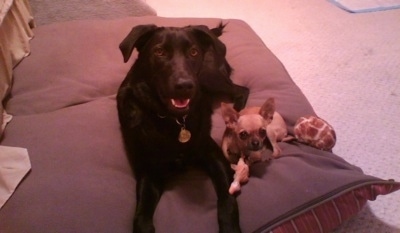 A black Labany is laying on a large pillow next to a brown Chihuahua. There is a ball next to them that is colored like a giraffe.