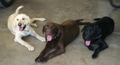 chocolate lab love