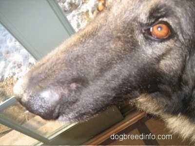 Close Up - The muzzle of a Shepherd dog with the black fur growing back