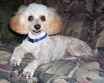 A white with tan Miniature Poodle is wearing a blue collar laying on a green floral print couch with one of its paws hanging over the front edge.