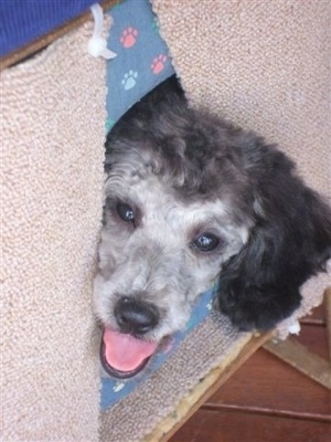 Close up head shot - A happy looking black and grey Miniature Poodle dog is sticking its head through a doggie door. Its mouth is open and tongue is out.