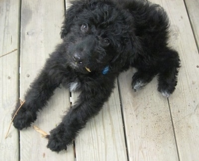 View from the top looking down - A black with white Miniature Aussiepoo is laying on a wooden deck  looking up with a ripped up dried out brown leaf on its paw and mouth.