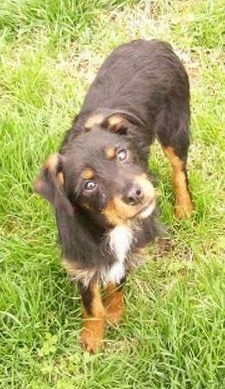 View from the top looking down - A black and tan with white Mini Australian Shepterrier puppy is standing in grass and its head is tilted to the left and looking up.