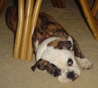 A brown brindle and white Miniature English Bulldog is laying on its side on a tan carpet under a chair.