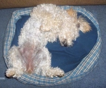 A white with tan Miniature Poodle is sleeping upside down belly up on a blue dog bed that is on top of a blue carpet.