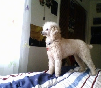 An apricot Miniature Poodle is standing on a human's bed that has a blue, white and maroon blanket on it and looking out of a sunny window.