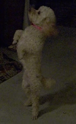 A white with tan Miniature Poodle is wearing a pink collar standing on its hind legs looking up.