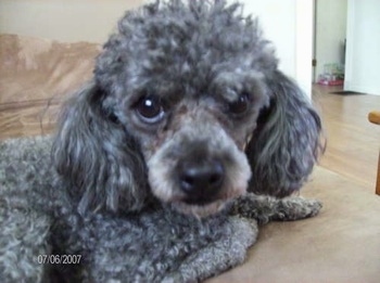 Close Up side view upper body shot - A grey with white Mini Poodle dog is laying on a tan couch looking at the camera