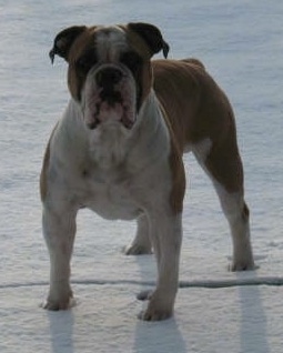 View from the front - A wide-chested, muscular, wrinkly, tan with white Olde English Bulldogge is standing in snow on top of ice that has a crack in it.