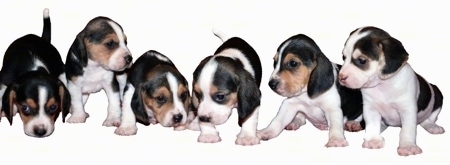 A litter of 6 Olde English Pocket Beagle Puppies are all lined up in a row. The background of the image is white.
