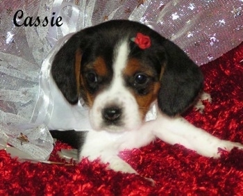 Front view - A black and tan with white Pocket Beagle puppy is laying on a shiny, red fluffy surface with white lace over its back. It has a tiny rose in its head and it is looking to the left. The word - Cassie - is overlayed in the top left of the image.