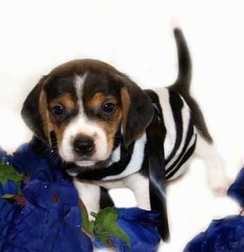 teacup beagles for sale