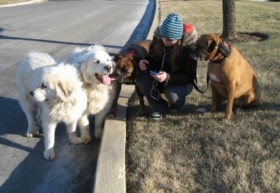 Amie atanding with Allie and Bruno the Boxers who are sitting in a yard. Tundra and Tacoma the Great Pyrenees are standing curbside