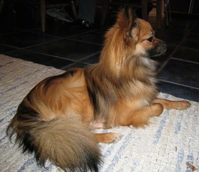 Papillon/Pomerania mix Images