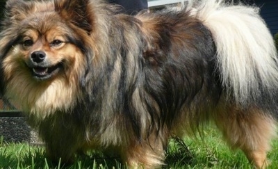 Close up side view - A long-haired, black with brown Peek-A-Pom dog is standing in grass and it is looking forward