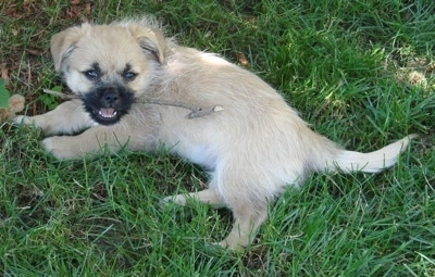 The side of a tan with white and black Pekarin dog is laying on its right side with a stick in its mouth and under the shade of a tree.