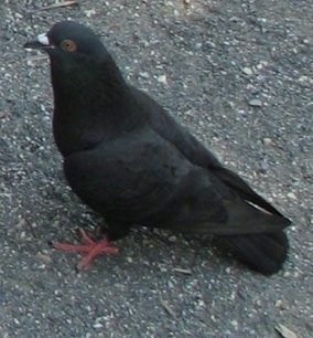 PigeonsOnGroundBlack.jpg