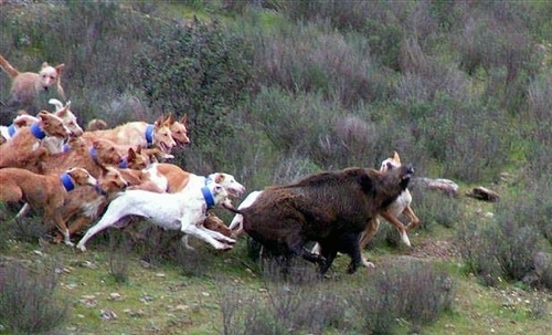 A pack of Podengo Portuguese Grande dogs are hunting a boar. A few of the dogs are biting at the animal.