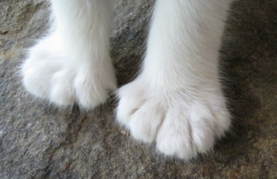 The feet of a white Polydactyl cat