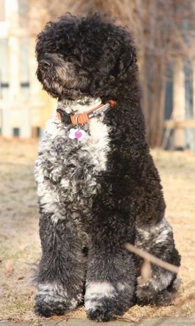 Front side view - A thick, curly coated, black with grey and white Portuguese Water Dog is sitting in grass and it is looking to the left.