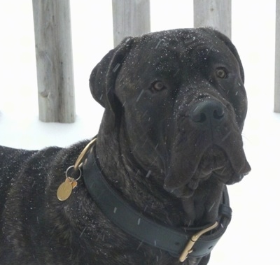 Close Up - Paz the Presa Canario is standing outside in snow