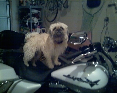 Side view - A shaggy-looking, tan with black Pughasa dog is standing on top of a Harley Davidson motorcycle looking up and forward inside of a garage.