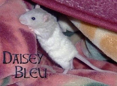 A grey and white rat is standing up on and preparing to climb up a blanket. The words - Daisy Bleu - are overlayed in the bottom left of the image.