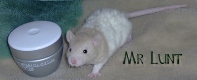 A tan and white Rat is standing on a carpet and next to it is a container of make-up.